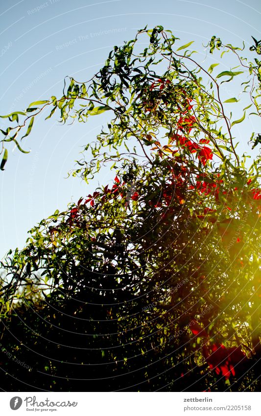 The Wine In The Willows Ast Baum Blume Blühend Blüte Garten Himmel Himmel (Jenseits) Schrebergarten Kleingartenkolonie Menschenleer Natur Pflanze ruhig Sommer