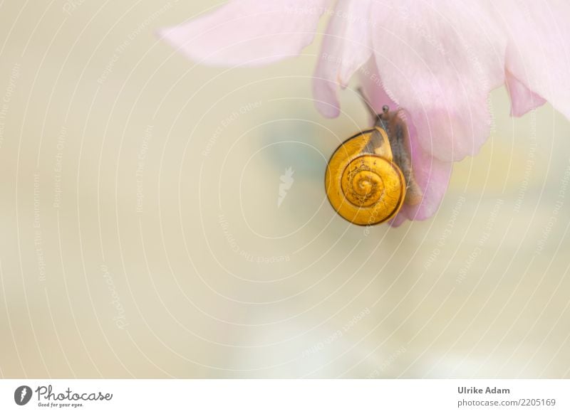 Schnecke mit gelben Schneckenhaus am Blütenblatt Wellness Leben harmonisch Wohlgefühl Zufriedenheit Erholung ruhig Meditation Natur Tier Sommer Herbst Weichtier
