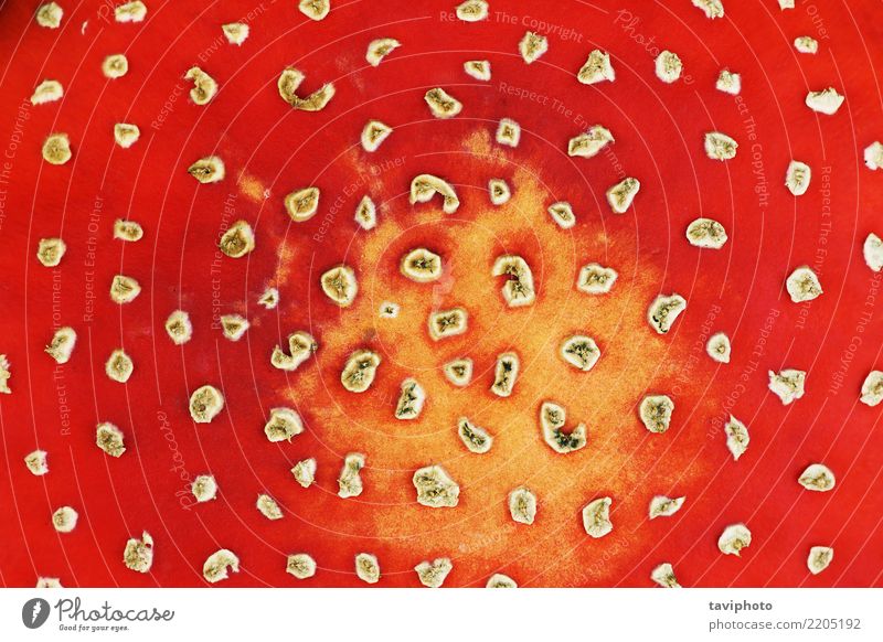 bunte Textur der Fliegenpilz schön Natur Pflanze Herbst natürlich rot weiß gefährlich Farbe farbenfroh Konsistenz Blätterpilz amanita muskaria texturiert