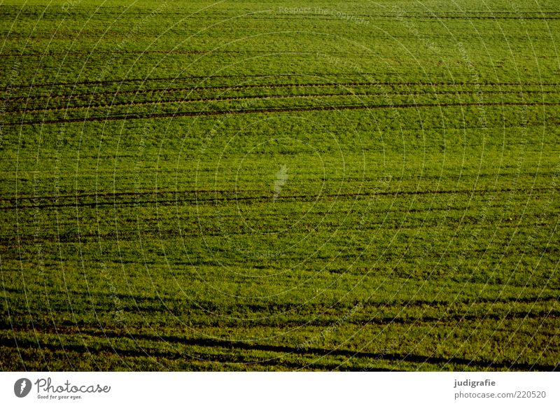 Acker Umwelt Natur Landschaft Pflanze Erde Feld Wachstum natürlich grün Linie Wellenform Farbfoto Außenaufnahme Tag Menschenleer Textfreiraum Wiese Gras