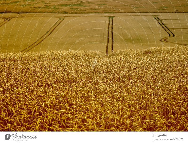 Acker Umwelt Natur Landschaft Pflanze Sommer Nutzpflanze Feld Wachstum natürlich gold Getreide Getreidefeld Spuren Farbfoto Außenaufnahme Menschenleer Tag
