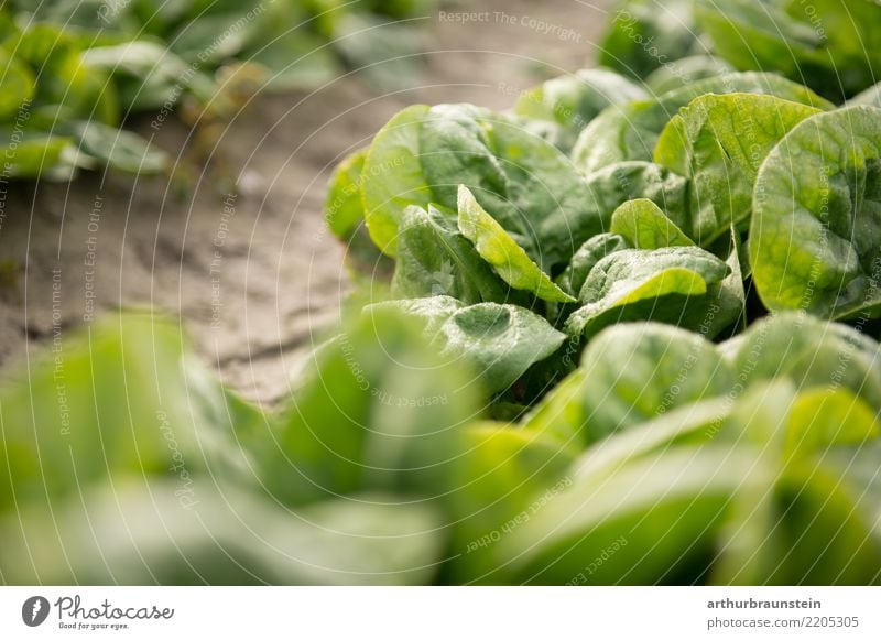 Blattspinat frisch vom Feld reif für die Ernte Lebensmittel Gemüse Salat Salatbeilage Spinat Spinatblatt Ernährung Bioprodukte Vegetarische Ernährung Fasten