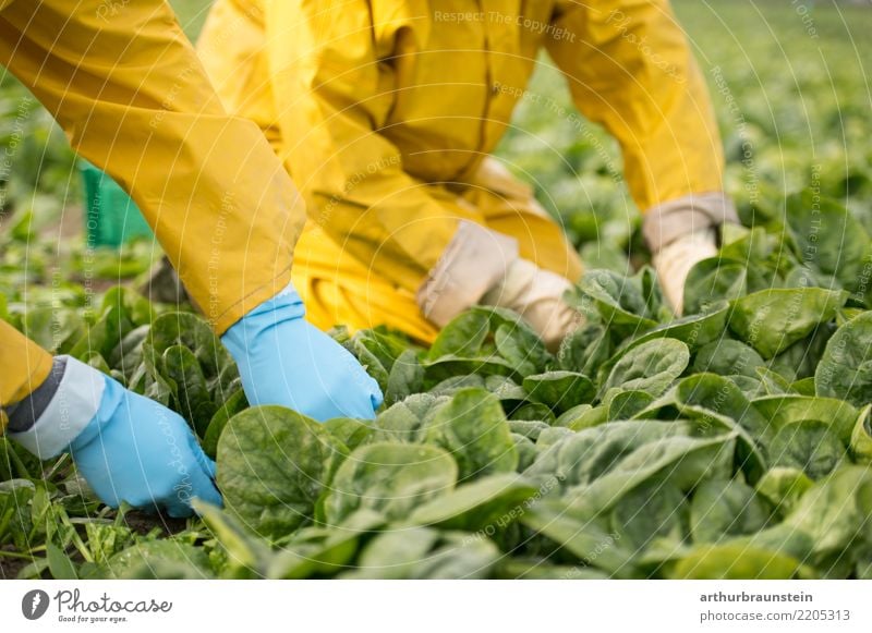 Gemüseernte mit den Händen am Feld Lebensmittel Salat Salatbeilage Spinat Spinatblatt Ernährung Bioprodukte Vegetarische Ernährung kaufen Gesunde Ernährung