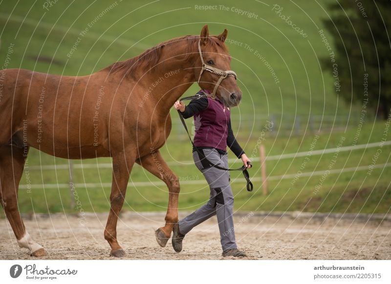 Junge Frau mit Pferde auf der Pferdekoppel im Freien sportlich Freizeit & Hobby Reiten Ferien & Urlaub & Reisen Reitsport Beruf Bauersfrau Pferdenarr
