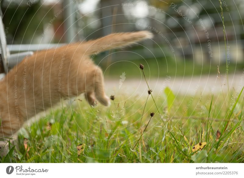 Katzen Junges springt in der Wiese Umwelt Natur Sommer Pflanze Gras Garten Wege & Pfade Tier Haustier Fell Pfote Schwanz 1 Tierjunges springen grün rot Freude