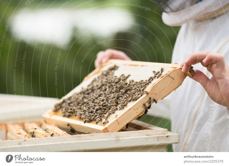 Junger Imker beim Bienenstock Lebensmittel Honig Honigbiene Ernährung Freizeit & Hobby Azubi Imkerei Imkerschleier Wirtschaft Bienenkorb Bienenwaben Mensch