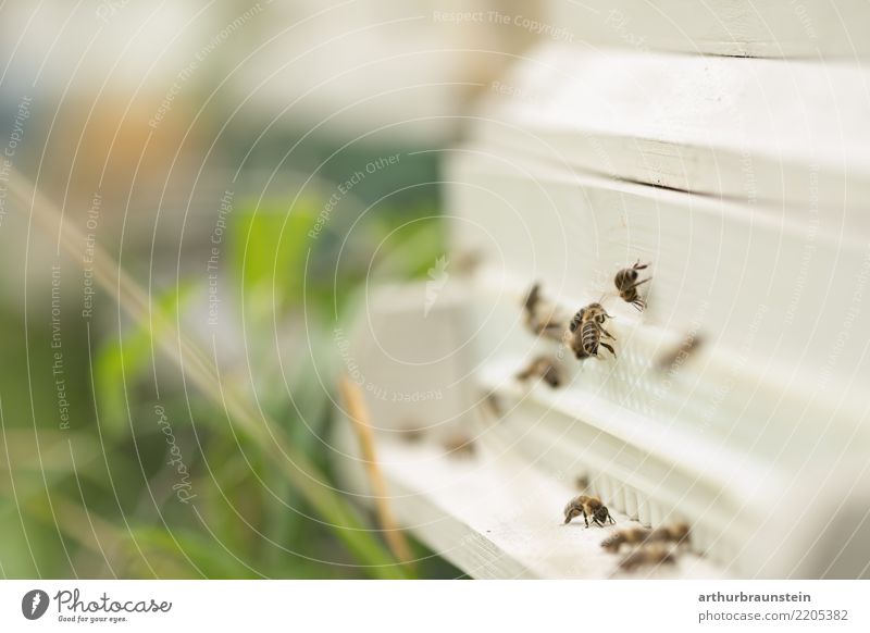 Bienen am Bienenstock in der Wiese Lebensmittel Süßwaren Honig Honigbiene Ernährung Bioprodukte Gesundheit Gesundheitswesen Gesunde Ernährung Freizeit & Hobby