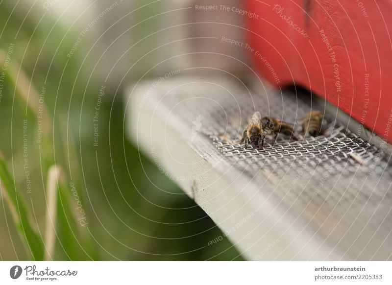 Bienen beim Bienenstock Imkerei Tierzucht Tierliebe Tierschutz Honigbiene Landwirtschaft Forstwirtschaft Umwelt Natur Sommer Wiese Insekt 3 Schwarm Holz
