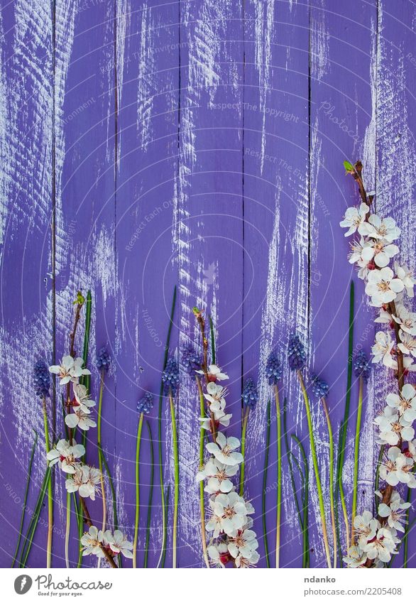 Hintergrund mit Aprikosenzweigen Pflanze Blume Holz Blühend frisch blau violett weiß Ast Überstrahlung Leerraum schäbig Vorbau Farbfoto Menschenleer