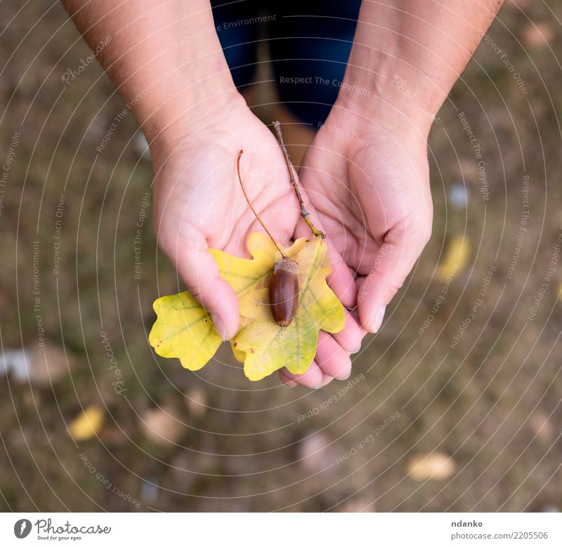 Eichenblatt und Eichel in weiblichen Händen Hand 1 Mensch 30-45 Jahre Erwachsene Natur Herbst Blatt stehen gelb Eicheln Farbfoto Textfreiraum unten