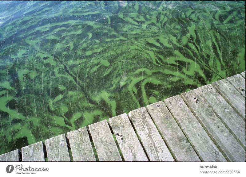 Grünverlauf Umwelt Natur Urelemente Wasser Sommer Schönes Wetter Algen Flussufer Zeichen Blühend Ekel Flüssigkeit frisch nass natürlich trashig grün Klima
