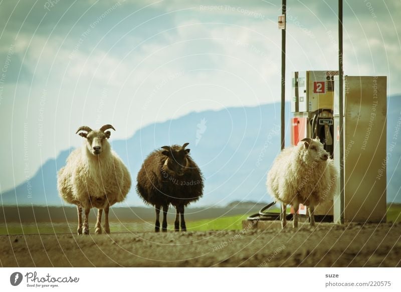 Die 3 von der Tankstelle Umwelt Natur Tier Urelemente Erde Himmel Wolken Schönes Wetter Nutztier Schaf Tiergruppe außergewöhnlich fantastisch klein lustig
