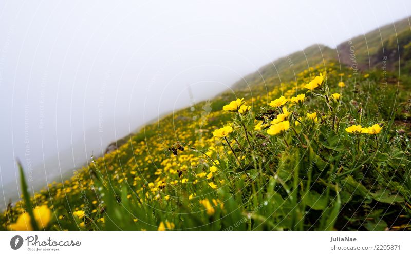 Alpenwiese im Nebel Blume Berge u. Gebirge gipfel Sommer blühen Klima Wasser Wassertropfen perlen butterblumen gelb Wiese