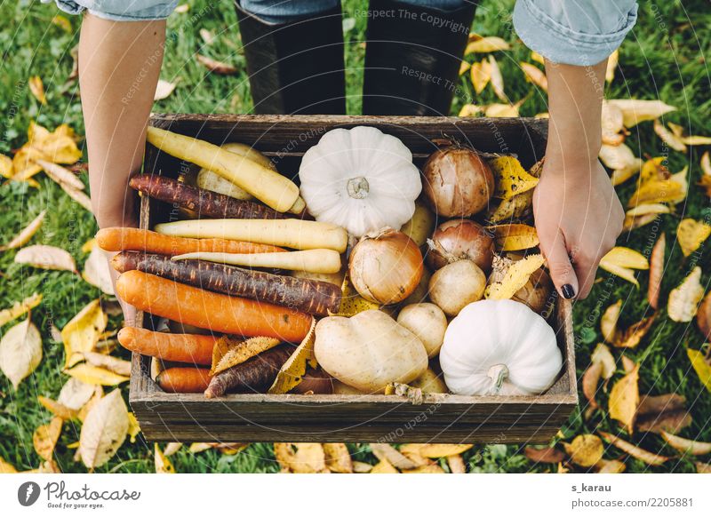 Herbstgemüse Lebensmittel Gemüse Ernährung Bioprodukte Vegetarische Ernährung Frau Erwachsene Umwelt frisch Gesundheit gelb orange Lebensfreude nachhaltig Möhre