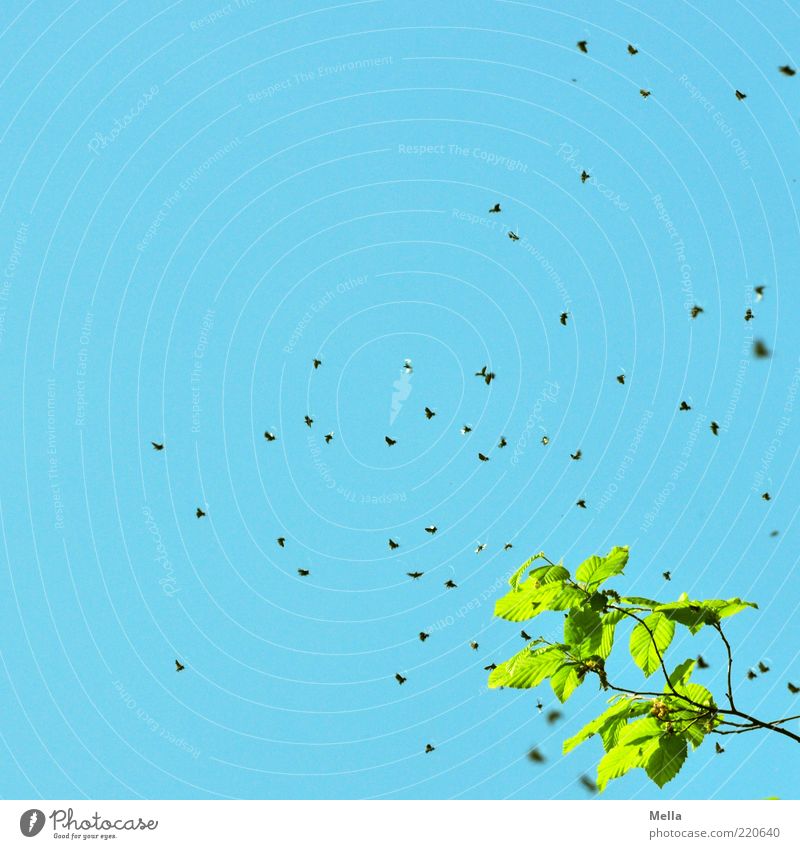 Herr(in) der Fliegen Umwelt Natur Luft Himmel Pflanze Blatt Ast Tier Schwarm fliegen Ekel klein natürlich viele blau grün Summen Insekt Silhouette Blauer Himmel