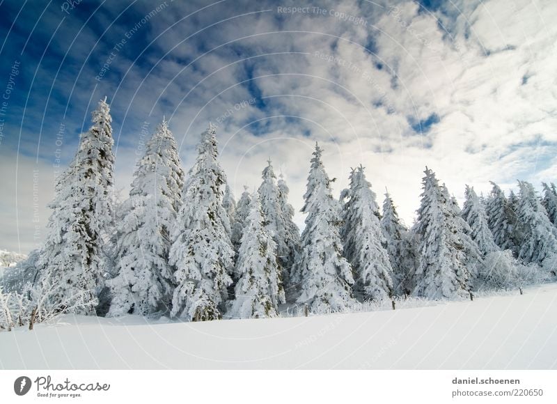 ...also ich freu` mich drauf !! Winter Schnee Umwelt Natur Landschaft Klima Schönes Wetter Eis Frost Baum Wald blau weiß Tanne Himmel Schwarzwald Licht