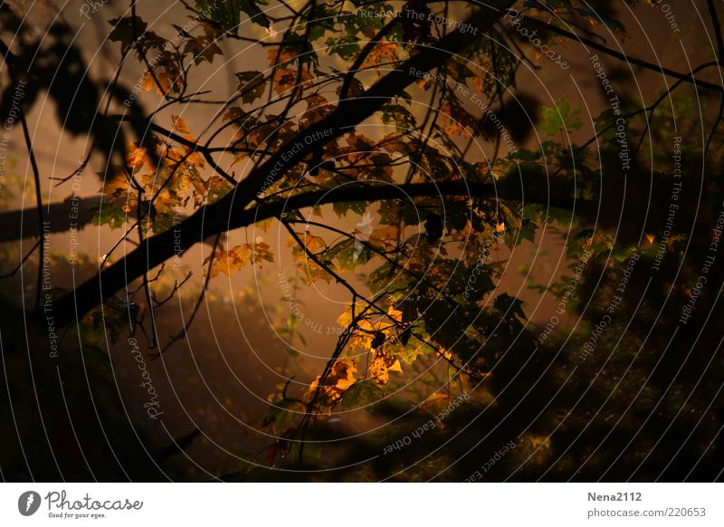 Nebelwald Natur Herbst Klima Wetter Blatt außergewöhnlich bedrohlich dunkel fantastisch Unendlichkeit gruselig natürlich braun gelb gold schwarz Stimmung Trauer