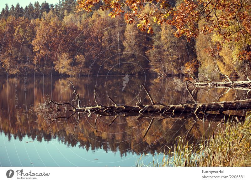 Komische Insektenwesen im Wasser Umwelt Natur Landschaft Pflanze Herbst Wetter Schönes Wetter Baum Wildpflanze Seeufer natürlich Surrealismus Symmetrie Tod kahl