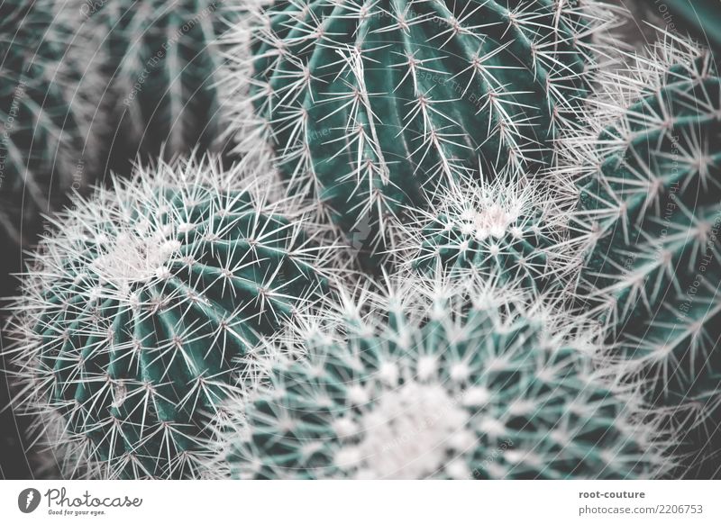 A bunch of grüner Kakteen Garten Natur Pflanze Baum Kaktus Grünpflanze exotisch Dekoration & Verzierung Spitze bedrohlich Hintergrundbild Kakteenblüte