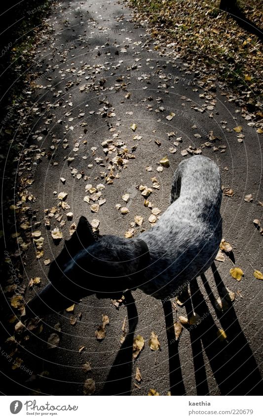 blättertanz Tier Haustier Hund 1 stehen schwarz Herbst Herbstlaub Blatt Wege & Pfade Spaziergang Halsband gold Oktober gelb gelbgold gehen Beine Schattenspiel