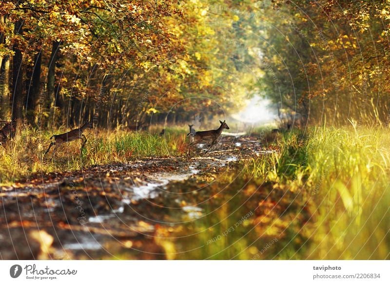 Damwild in den Herbstwäldern schön Spielen Jagd Frau Erwachsene Natur Landschaft Tier Park Wald Straße Wege & Pfade Herde natürlich braun gelb Farbe Brachland