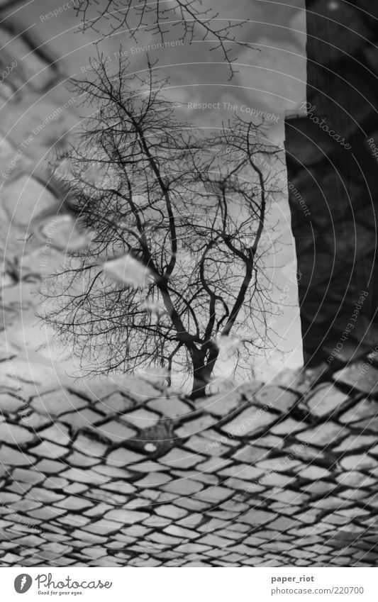 Neuköllner Bürgersteig Baum Straße Wege & Pfade Wasser dreckig trashig grau schwarz weiß Pfütze Regen Reflexion & Spiegelung Schwarzweißfoto Außenaufnahme