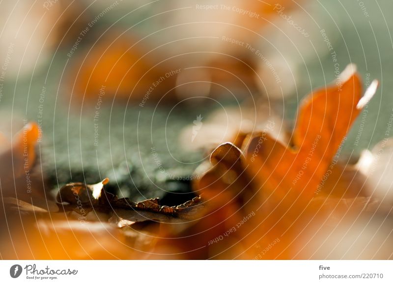 haufenweise Natur Erde Herbst Pflanze Blatt herbstlich Herbstlaub Eiche Eichenblatt Farbfoto Detailaufnahme Makroaufnahme Tag Licht Unschärfe
