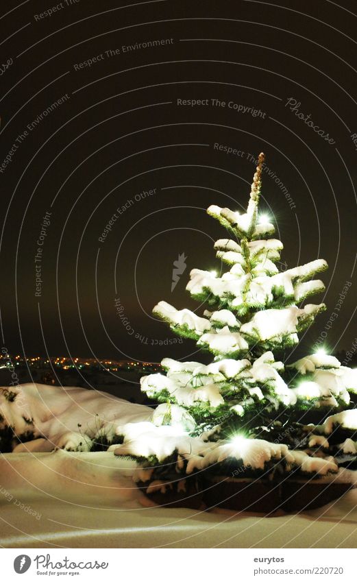 Adventszeit Stern Baum schwarz weiß Stimmung Weihnachtsbaum Lichterkette Weihnachten & Advent Tanne Frieden Schnee Winter Dezember kalt Schneedecke Farbfoto