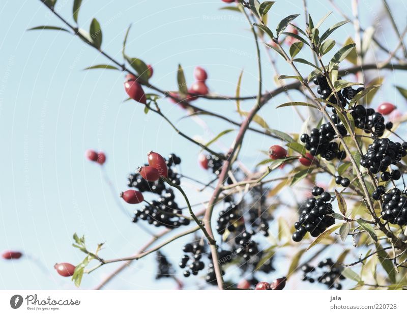 beerenmischung Umwelt Natur Himmel Pflanze Sträucher Blatt Beeren Beerensträucher blau grau rot schwarz Vogelbeeren Farbfoto Außenaufnahme Menschenleer