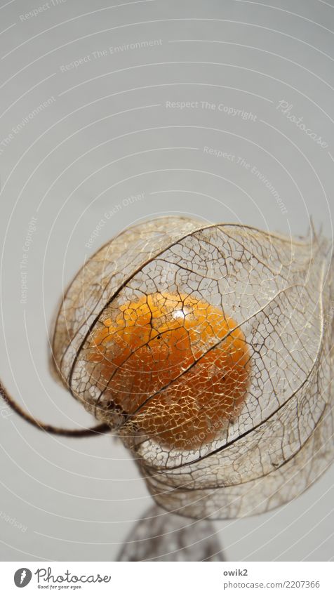 Früchtchen Pflanze Wildpflanze exotisch Physalis außergewöhnlich dünn authentisch Gesundheit klein nah natürlich rund orange genießen zerbrechlich durchsichtig