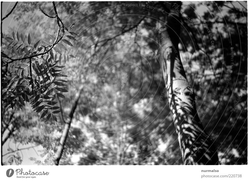 Grautonjungle Umwelt Natur Pflanze Sommer Baum Urwald natürlich grau Baumstamm Blatt Schatten Schwarzweißfoto Blattschatten Blätterdach Froschperspektive