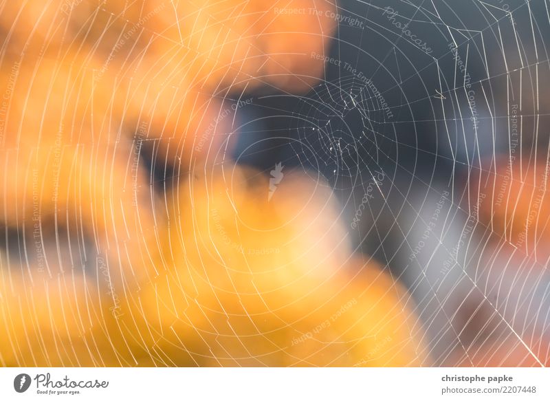 Detailaufnahme eines Spinnennetzes Spinngewebe Nahaufnahme Natur Netz verknüpft Herbst Schönes Wetter klein Muster natürlich Strukturen & Formen Farbfoto