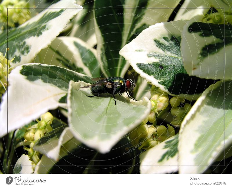 Fliege Pflanze Verkehr Makroaufnahme Natur