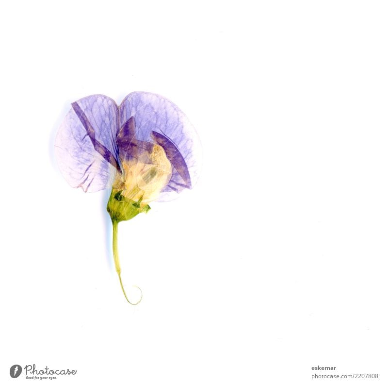 getrocknete und gepresste Blüte Natur Pflanze Blume Wildpflanze ästhetisch schön blau violett weiß einzigartig elegant rein Textfreiraum Herbarium blühen