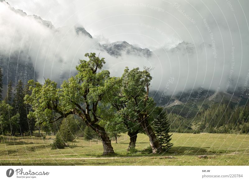 Traumzauberbaum Urelemente Wolken Sonnenlicht Sommer Herbst Baum Alm Ahorn Wiese Alpen Berge u. Gebirge Gipfel groß grau grün Romantik ruhig Märchenlandschaft