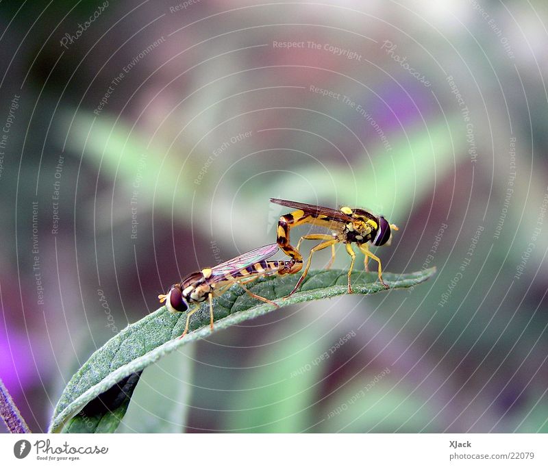 Schwebefliegen Biene Verkehr Makroaufnahme Nahaufnahme Natur Fliege