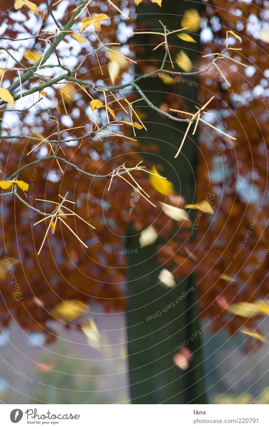 hunderteins - Blätter Umwelt Natur Landschaft Pflanze Herbst Baum fallen fliegen braun gelb Verfall Vergänglichkeit verlieren Wandel & Veränderung Blatt Ast