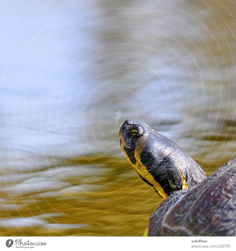 Nach Hause telefonieren? Tier Wasser Teich See 1 Blick frech lustig Neugier niedlich Blick nach oben Hochmut Hals Schildkröte Schildkrötenpanzer Auge gestreift