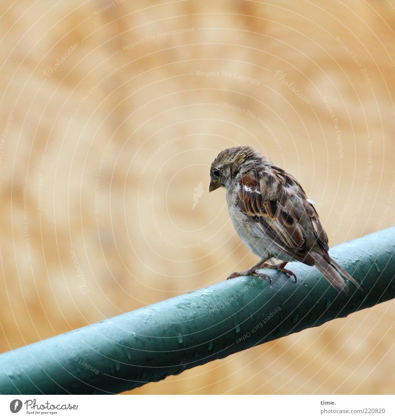 Das Prinzip Blues Tier Vogel sitzen Traurigkeit nass Einsamkeit Stab feucht nachdenklich Wassertropfen Regen Wetter Niederschlag strubbelig Feder gefiedert