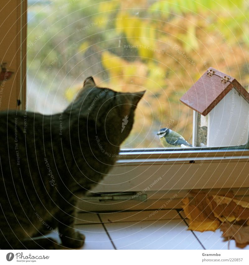 Smalltalk Haustier Katze Vogel 2 Tier beobachten Blick Futterhäuschen Fenster Neugier Meisen Ferne frech Unbekümmertheit Farbfoto Tag Fensterblick bedrohlich