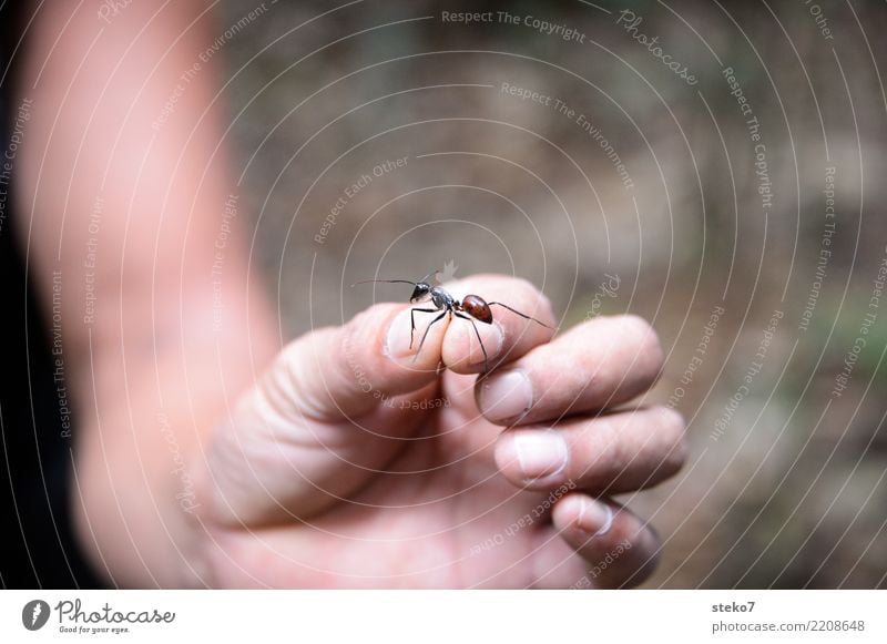 Fingerfood Urwald Ameise 1 Tier klein nah Mittelpunkt Schwäche Überleben gefangen Insekt zeigen identifizieren Sammlung Nahaufnahme Freisteller