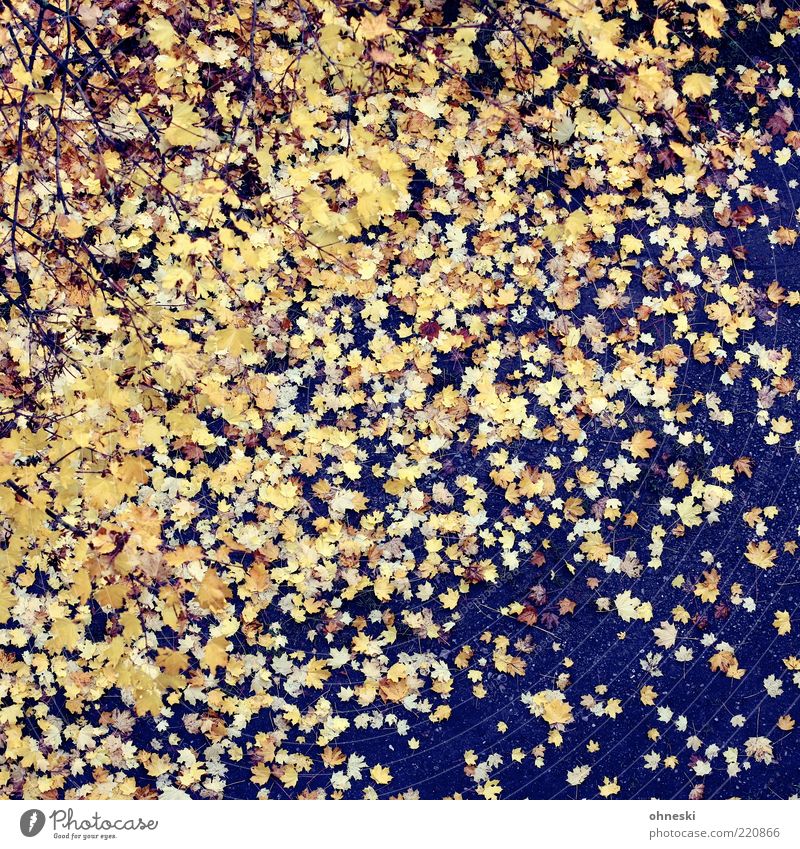 Falling down Natur Erde Herbst Wetter Blatt gelb gold Farbfoto Außenaufnahme Muster Vogelperspektive Ahornblatt Herbstlaub herbstlich Herbstfärbung Herbstwetter