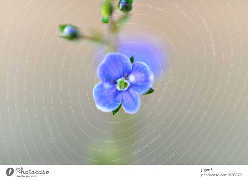Vergissmeinnicht (forget-me-not) Umwelt Natur Pflanze Blume Blüte Wildpflanze ästhetisch authentisch schön klein positiv blau grün weiß Stil Farbfoto mehrfarbig