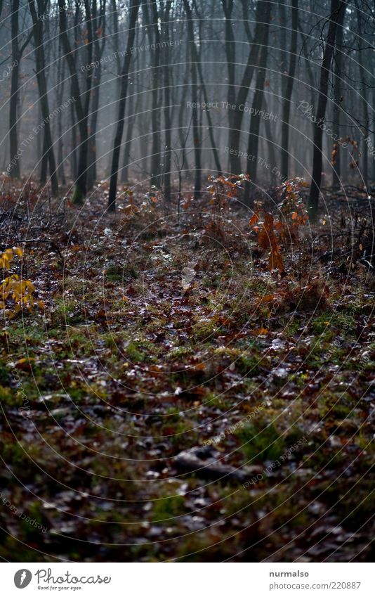 heute Morgen Umwelt Natur Landschaft Pflanze Wildpflanze Wald atmen glänzend kalt natürlich trist Stimmung nachhaltig stagnierend Traurigkeit Herbstlaub