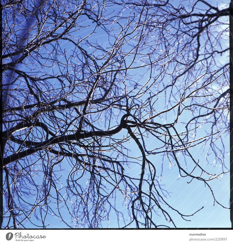 eiskalt. Umwelt Natur Landschaft Pflanze Tier Eis Frost Baum frieren leuchten frisch natürlich Stimmung Winter Morgen Silhouette Reflexion & Spiegelung