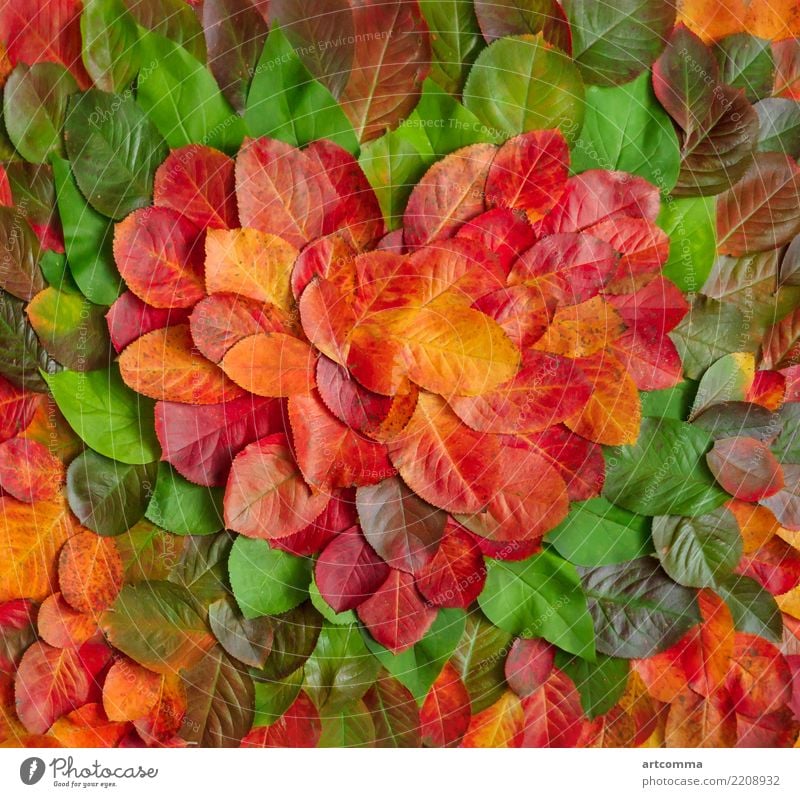 Herbstblätter, ausgelegt in Form eines Herzens, Herzsymbol abstrakt herbstlich Hintergrund hell Farbe farbenfroh Dekoration & Verzierung Design fallen Rahmen