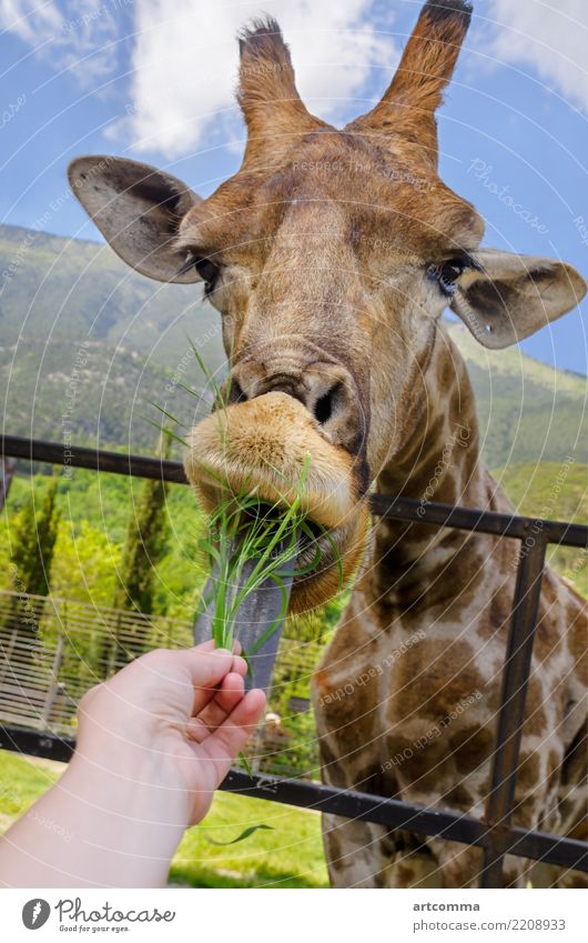 Mädchen füttert eine Giraffe mit Gras, Tierpark Afrikanisch Hintergrund schön blau braun niedlich Auge Gesicht Fauna Futter freundlich grün Hand Art