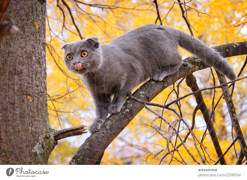 Schottische Faltkatze Katze grau Porträt niedlich heimisch Natur Katzenbaby Tier Fell Neugier jung Briten gefaltet Haustiere süß Leitwerke Erwachsener bewegend