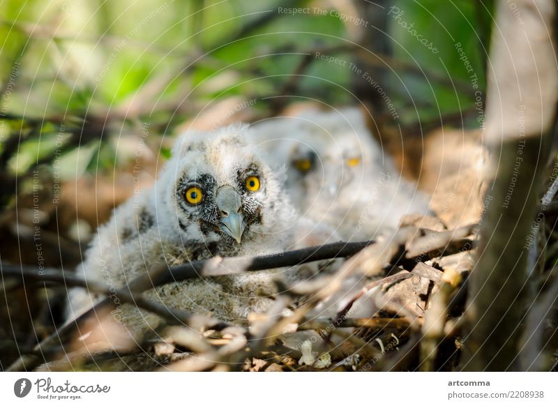 Waldohreule Kleine Küken im Nest Eule Vogel wenig Tier Auge grau Holz Sommer Russland zuschauend verborgen Flügel hübsch Wand versteckend schön Baby niedlich