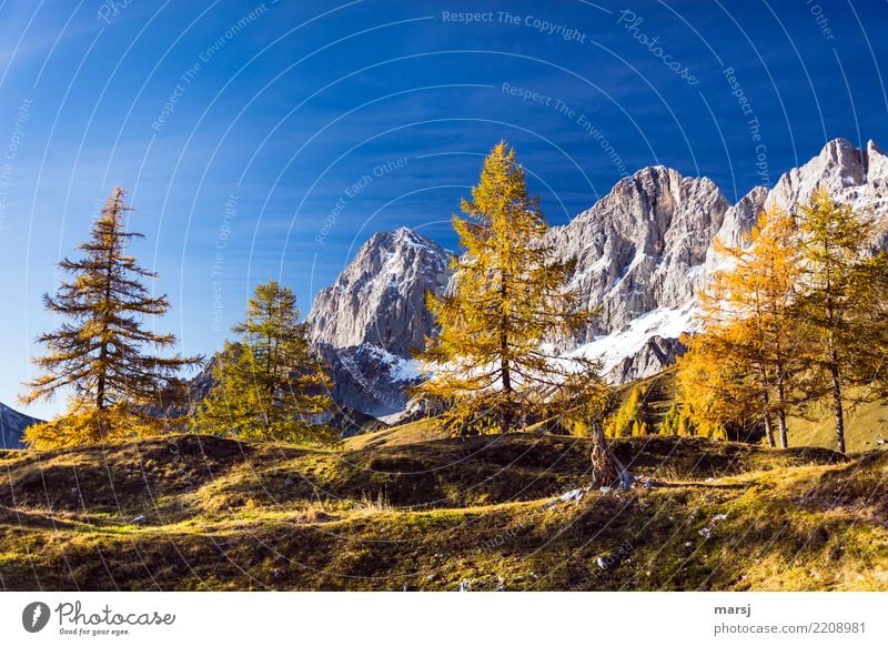 Bitte noch ein bisschen Herbst! Natur Alpen Berge u. Gebirge Dachstein elegant goldener Herbst Idylle Herbstfärbung herbstlich Lärche Farbfoto mehrfarbig